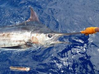 Steve Blue Marlin Released