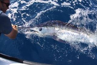 Paul and Steve Striped Marlin