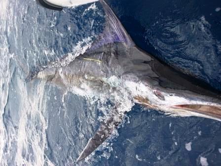 Solo marlin No 5 for Steve & First NZ 2013