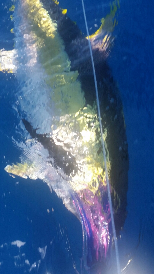 Tagged Yellowfin Tuna
