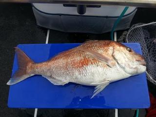 Magic 12kg Snapper Released