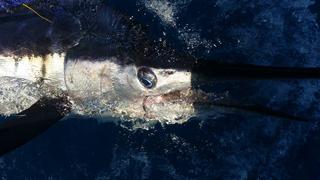 Solo Striped Marlin # 12 for Swordfishsteve